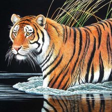 Схема вышивки «король джунглей»