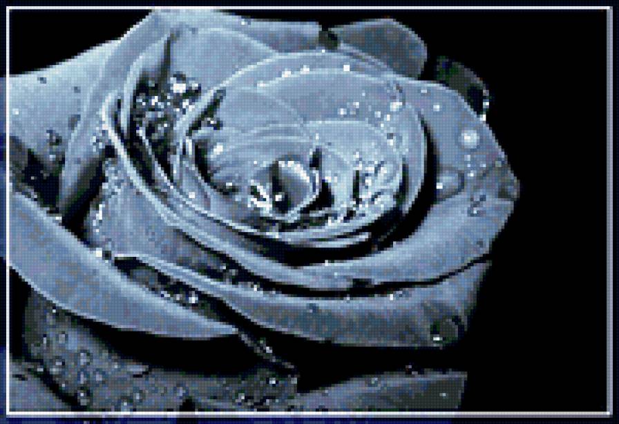 Роза - цветок, монохром, роза - предпросмотр