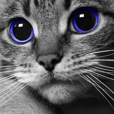 Схема вышивки «Любимец,кошка»