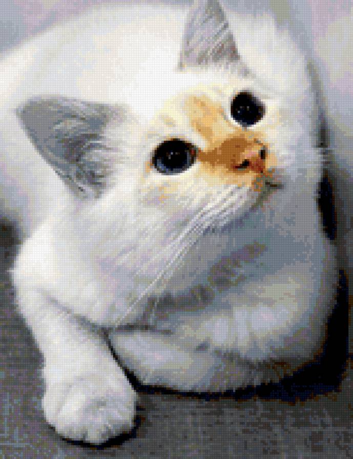 Кошка - сиамская кошка - предпросмотр