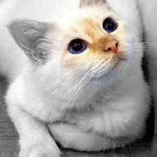 Схема вышивки «Кошка»