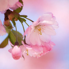 Схема вышивки «цветок сакуры»