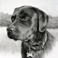 Схема вышивки «преданный пес»