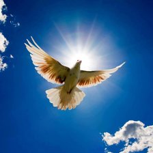 Голубь мира