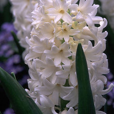 Схема вышивки «белый гиацинт»