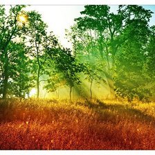 рассвет в лесу