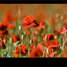 Схема вышивки «триптих маки»
