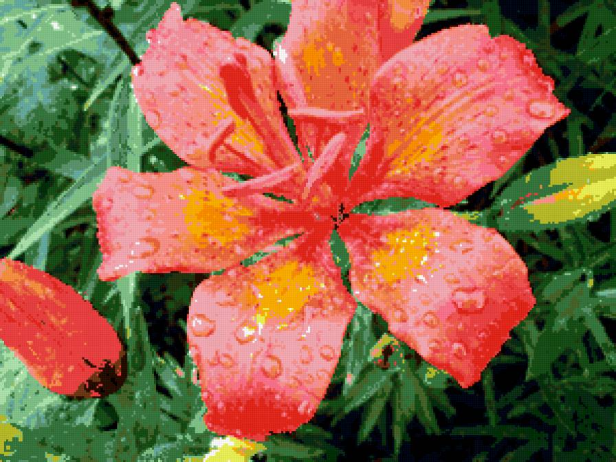 мамины лилии - лилии, цветы - предпросмотр