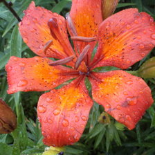 Схема вышивки «мамины лилии»