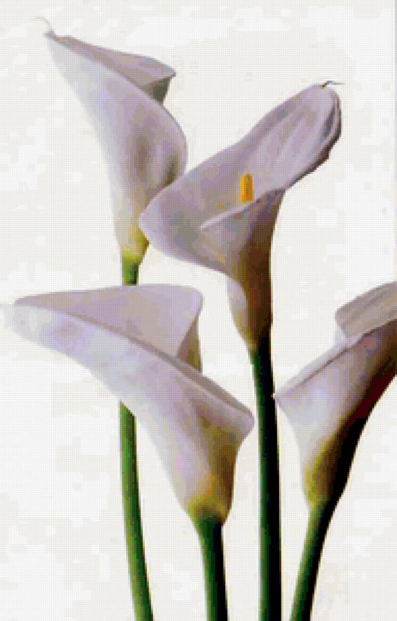 каллы - цветы - предпросмотр