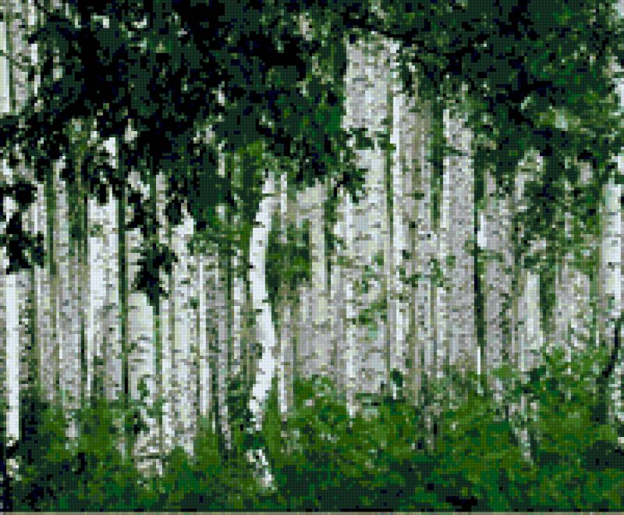 Березовая роща - предпросмотр