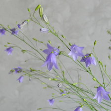 Схема вышивки «Колокольчики»