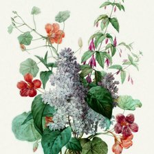 Схема вышивки «настурция и сирень»