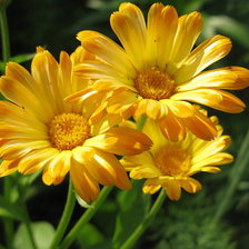 Схема вышивки «ноготки»