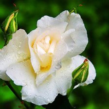 Схема вышивки «роза»