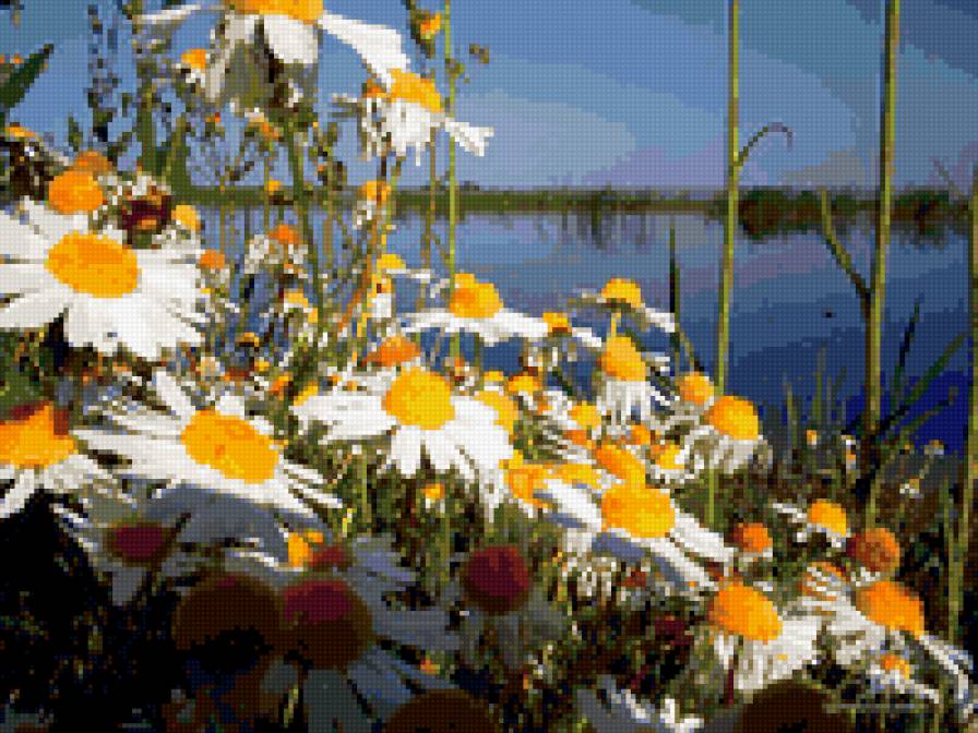 ромашки - ромашки, пейзаж - предпросмотр