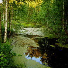Схема вышивки «в лесной чаще»