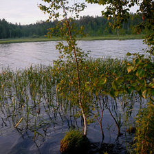 лето на озере