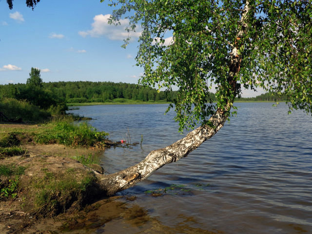 березка над водой - береза, вода, пейзаж - оригинал