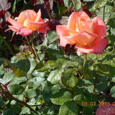 Схема вышивки «розы»