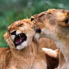 Схема вышивки «львы1»