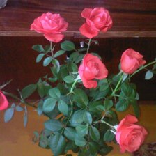 Схема вышивки «розы»