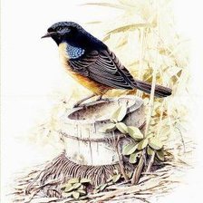 Схема вышивки «Серия "Птицы"»