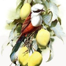 Схема вышивки «Серия "Птицы"»