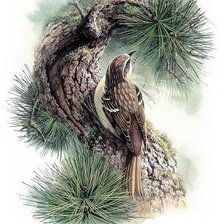 Схема вышивки «Серия "Птицы"»