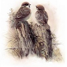 Схема вышивки «Серия "Птицы"»