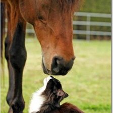 Схема вышивки «лошадь и кот»