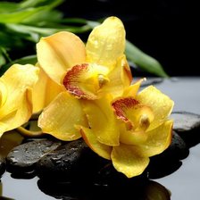 Схема вышивки «Орхидея»