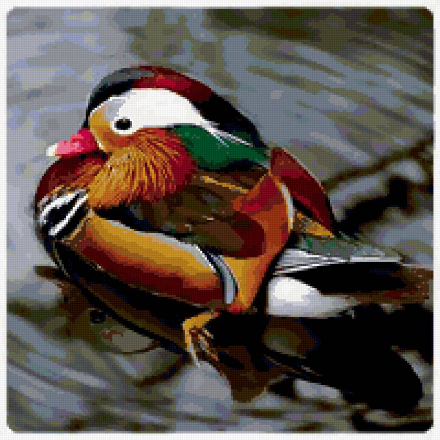 уточка - животные, утенок, вода, природа - предпросмотр