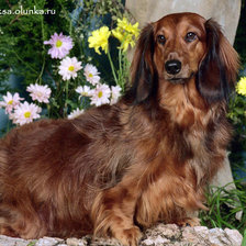 Схема вышивки «Такса»