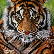 Схема вышивки «Серия "Большие кошки"»