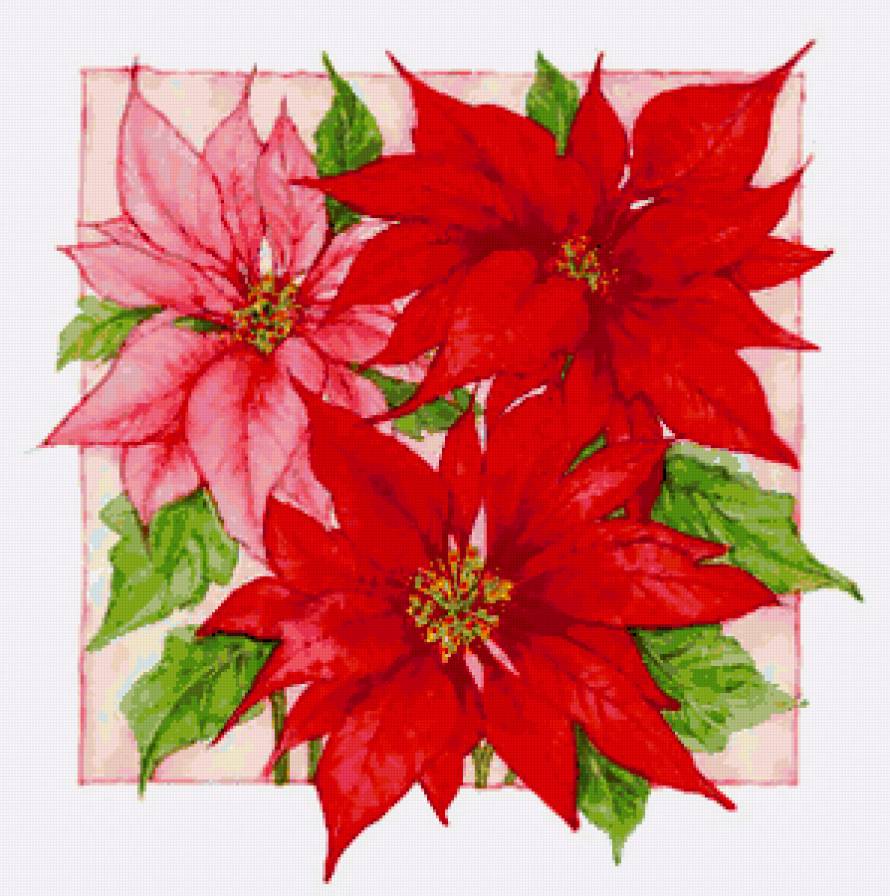 Серия "Букет" - букет, цветы, пуансетия - предпросмотр