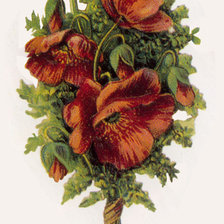 Схема вышивки «маки»