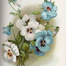 Схема вышивки «анютины глазки»