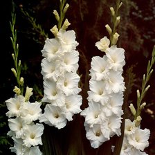 Схема вышивки «гадиолусы»