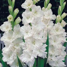 Схема вышивки «гадиолусы»