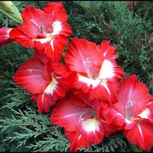 Схема вышивки «гадиолусы»