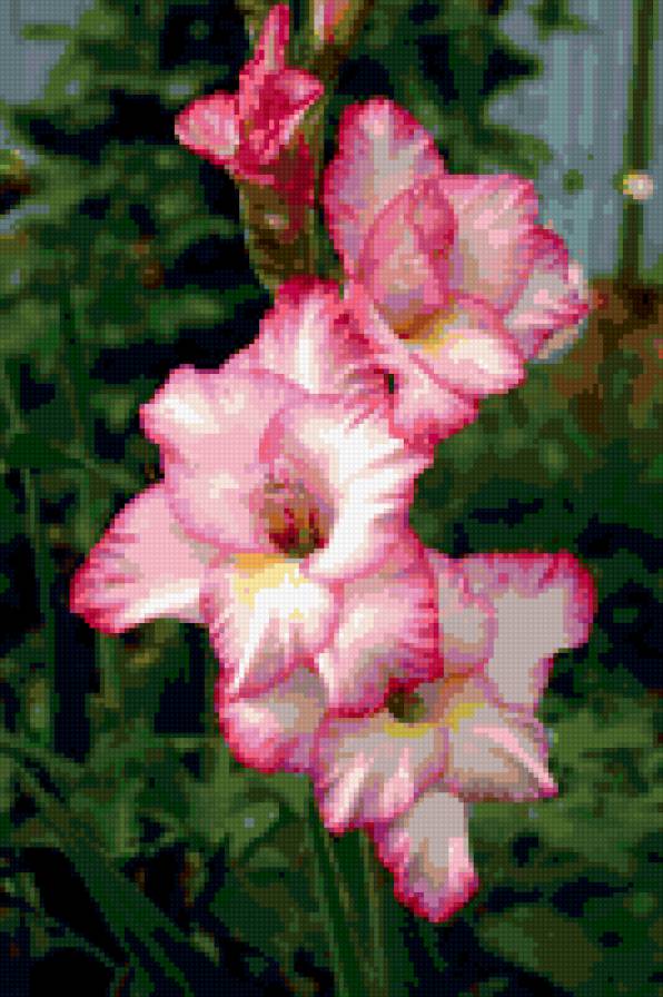 гадиолусы - гладиолусы, цветы - предпросмотр