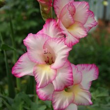 Схема вышивки «гадиолусы»