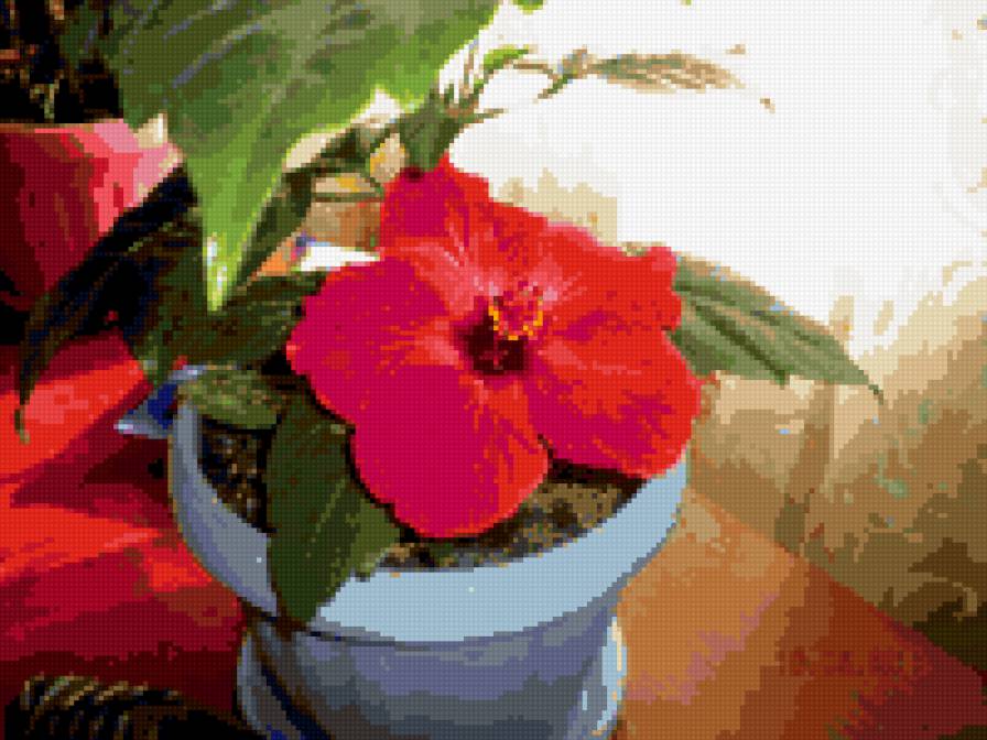 китайская роза - цветы - предпросмотр