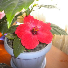 Схема вышивки «китайская роза»