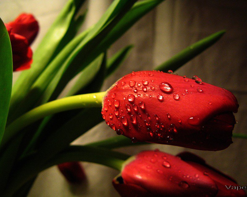 тюльпаны - оригинал