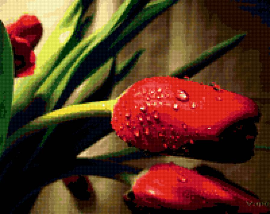 тюльпаны - предпросмотр