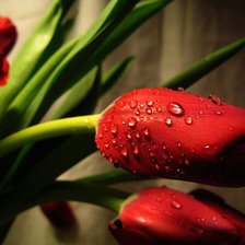 Схема вышивки «тюльпаны»