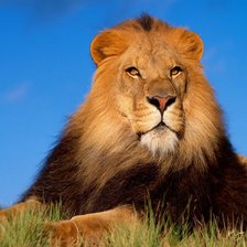 Схема вышивки «Лев»