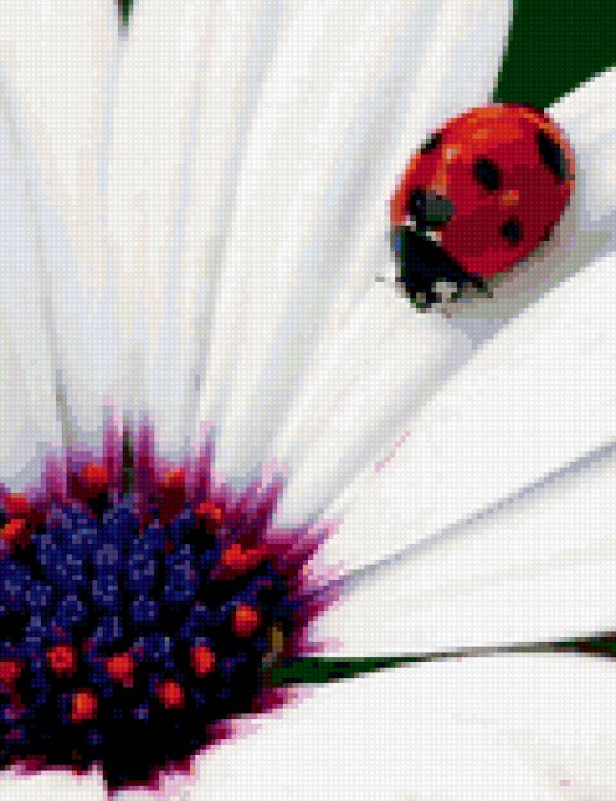 Божья коровка - божья коровка, насекомые - предпросмотр